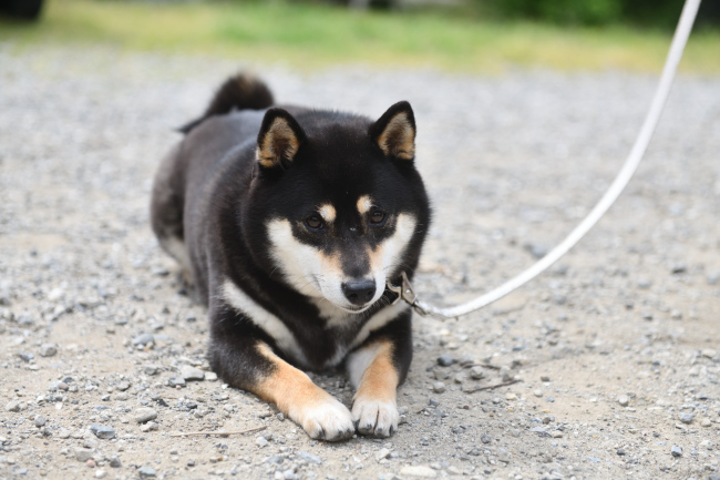 黒柴モモちゃん