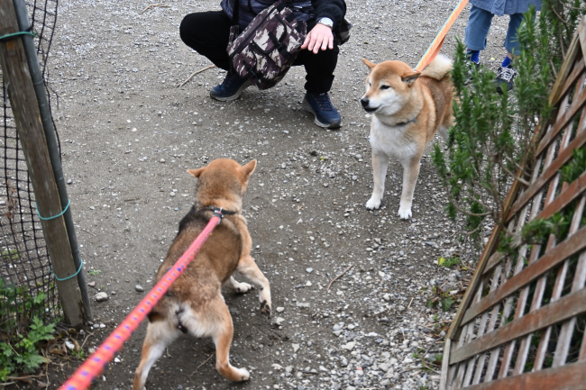 お母さんのかりんと琥太郎君