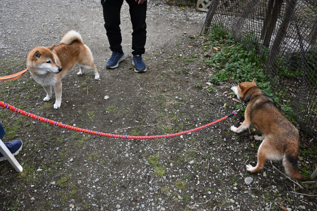 お母さんのかりんと琥太郎君