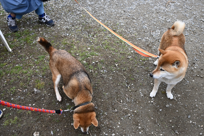 琥太郎君とかりん母子