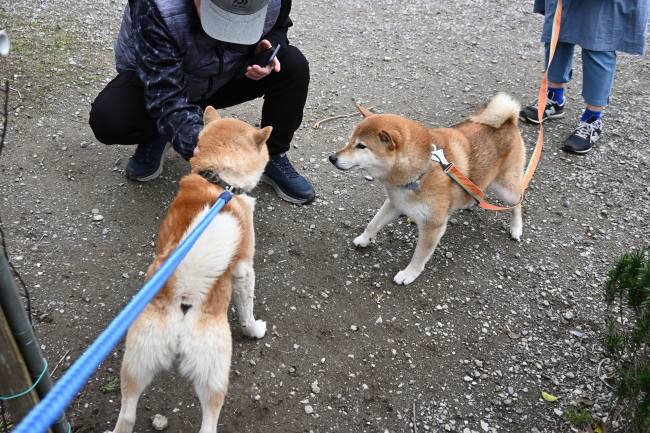 お父さんの源太君と琥太郎くんの再会