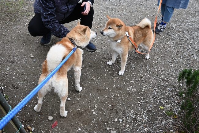 お父さんの源太君と琥太郎君