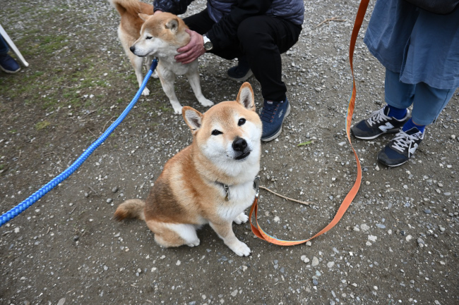 お父さんの血を色濃く継いでいる琥太郎くん。