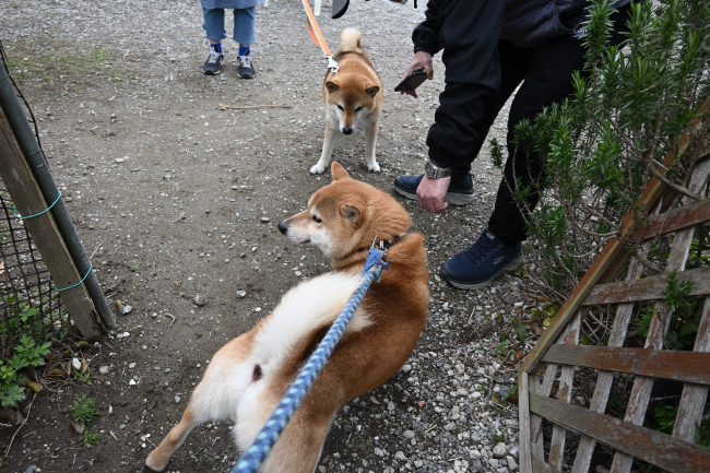 お兄ちゃんの琥太郎くんと弟の菊次郎くん