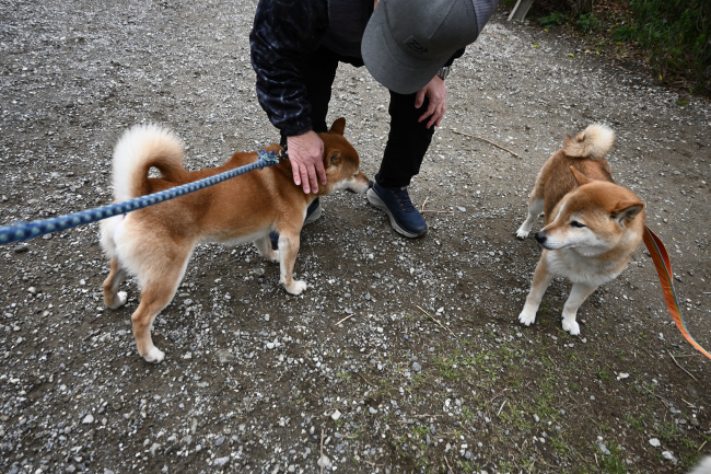 お兄ちゃんの琥太郎くんと弟の菊次郎くん