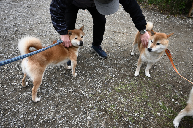 お兄ちゃんの琥太郎くんと弟の菊次郎くん