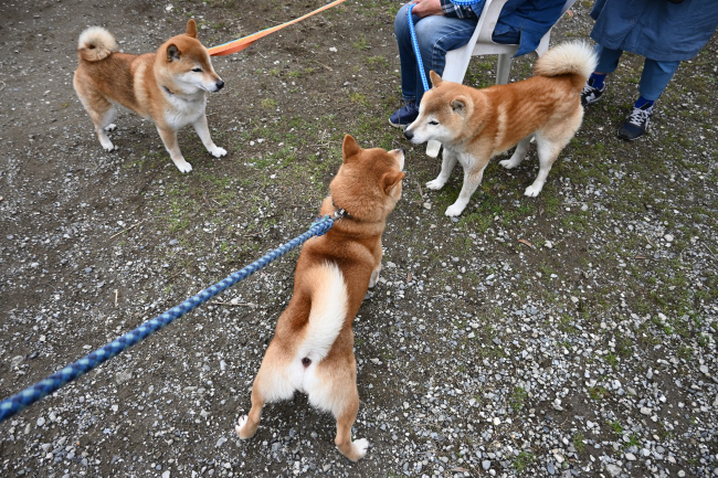 源太君、琥太郎くん、菊次郎くんの話し合い