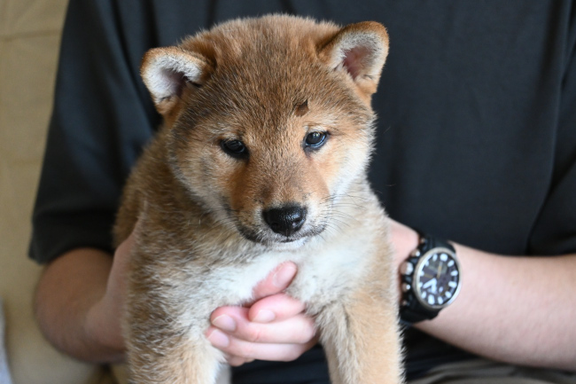 飼い主様に抱っこされるしいちゃん。