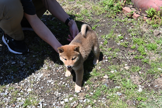 柴犬しいちゃんの見学