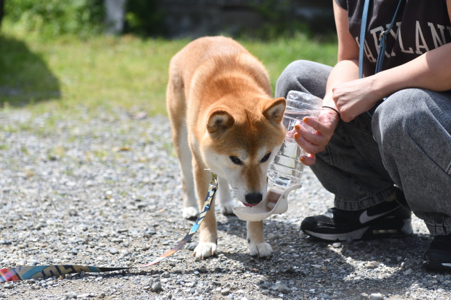 暑さ対策で水飲み休憩するはちみつ君