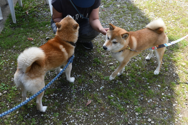 はちみつ君と源太くんの再会