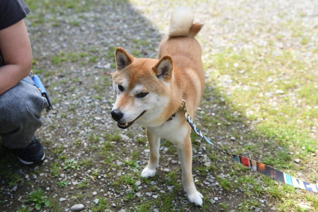 柴犬はちみつ君