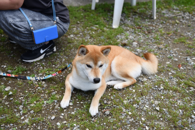 柴犬はちみつ君