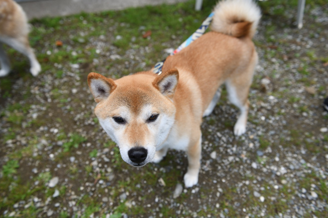 柴犬はちみつ君