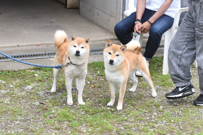 柴犬はちみつ君と源太くん