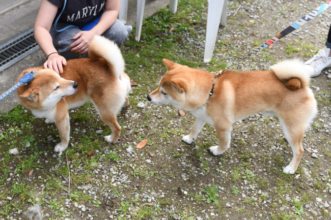 異母弟の菊次郎くんとはちみつ君