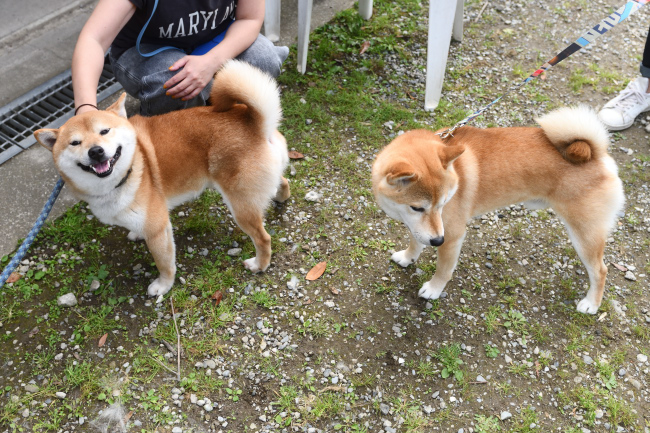 異母弟の菊次郎くんとはちみつ君