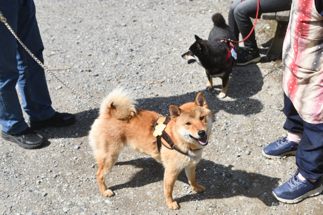 柴犬蓮くんとかえでちゃん