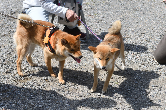 蓮くんとメイちゃん