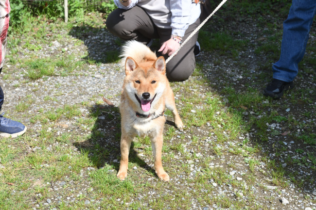 柴犬蓮くん