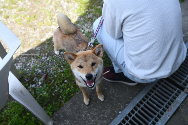 柴犬メイちゃん