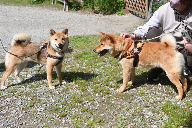 蓮くんとメイちゃん