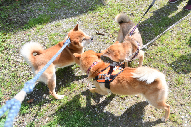 子供に囲まれる柴犬菊次郎くん