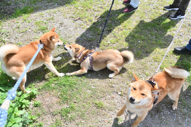 子供に囲まれる柴犬菊次郎くん