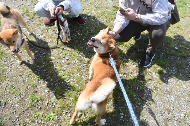 ご満悦菊次郎くんです