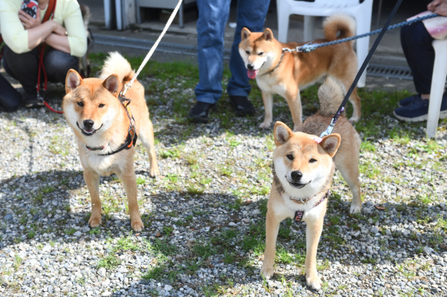菊次郎くん・蓮くん・メイちゃん