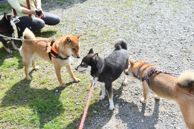 子どもに囲まれる黒柴チコちゃん