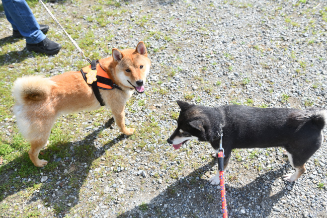 お母さんに会ってニコニコ笑顔の柴犬蓮くん