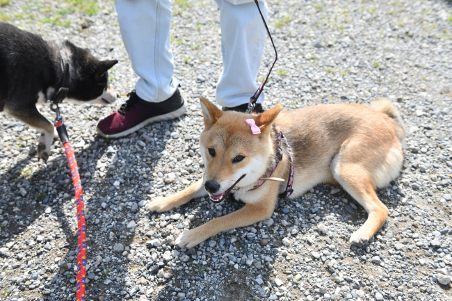 メイちゃんニコニコ顔