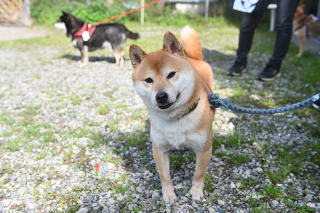 お父さんの菊次郎くん