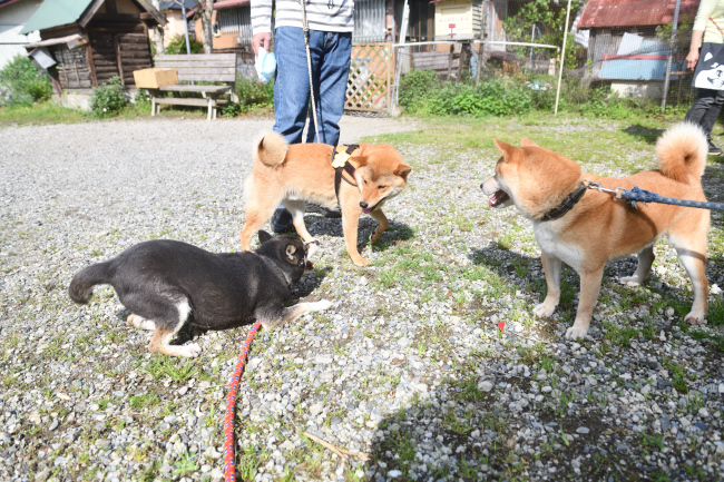 子どもたちに遊ぼう！と誘う黒柴チコちゃん