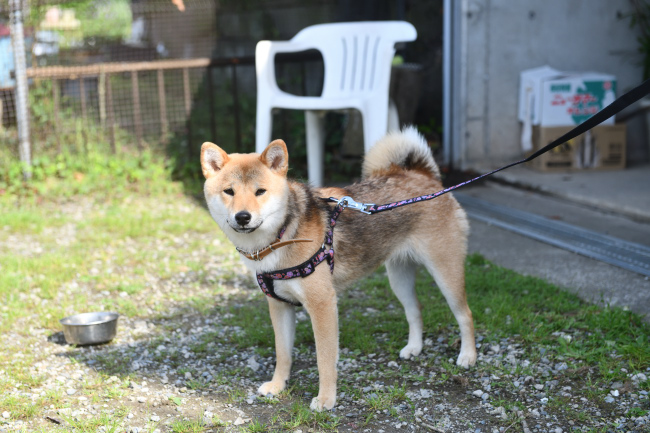 柴犬メイちゃん