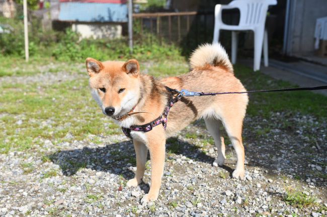 柴犬メイちゃん