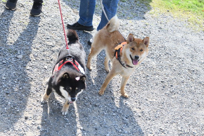 かえでちゃんと蓮くん