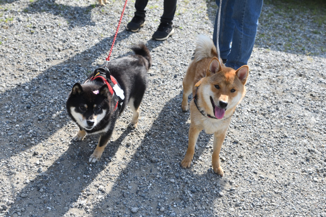 かえでちゃんと蓮くん