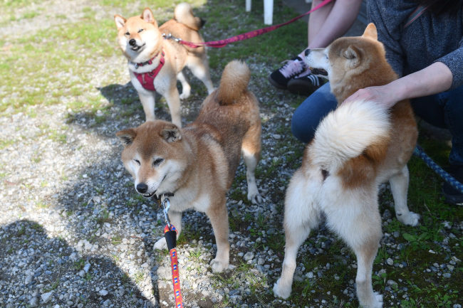 柴犬両親とこなつちゃん
