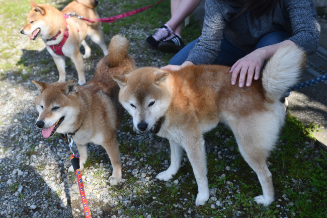 柴犬両親とこなつちゃん