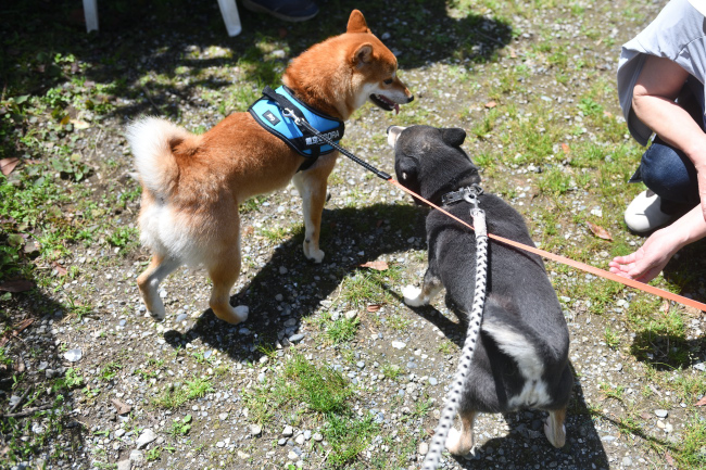 颯空くんとお母さんの黒柴チコちゃん