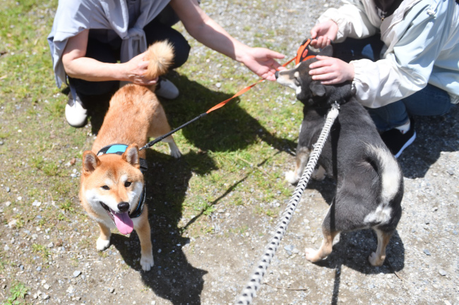 颯空くんとお母さんの黒柴チコちゃん