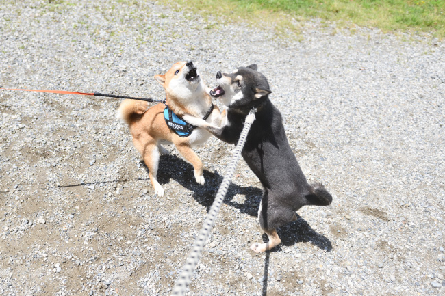 颯空くんとお母さんの黒柴チコちゃん