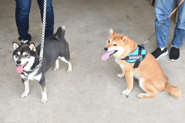颯空くんとお母さんの黒柴チコちゃん