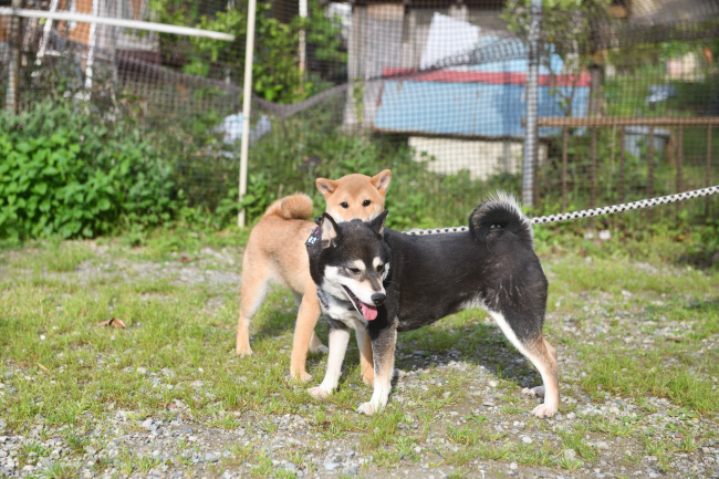 お母さんの黒柴チコちゃんと佐助君