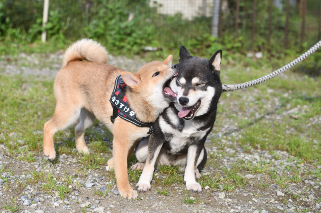 お母さんの黒柴チコちゃんと佐助君