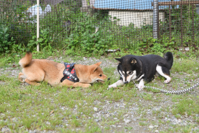 お母さんの黒柴チコちゃんと佐助君