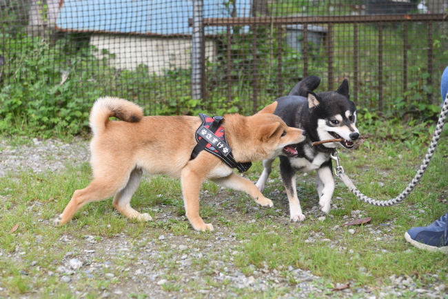 お母さんの黒柴チコちゃんと佐助君