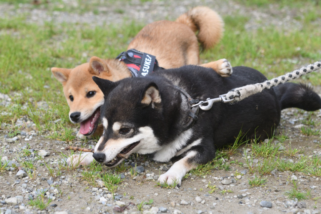 お母さんの黒柴チコちゃんと佐助君